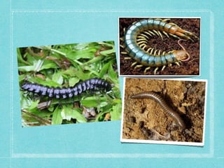 Miriapòdes elia vendrell