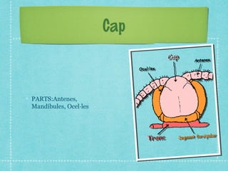 Cap



PARTS:Antenes,
Mandíbules, Ocel·les
 