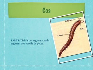 Cos



PARTS: Dividit per segnents, cada
segment dos parells de potes.
 