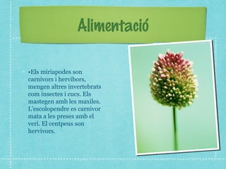 Alimentació

•Els miriapodes son
carnivors i hervibors,
mengen altres invertebrats
com insectes i cucs. Els
mastegen amb les maxiles.
L'escolopendre es carnivor
mata a les preses amb el
verí. El centpeus son
hervivors.
 