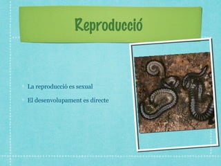 Reproducció


La reproducció es sexual

El desenvolupament es directe
 