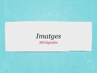 Imatges
Miriàpodes
 