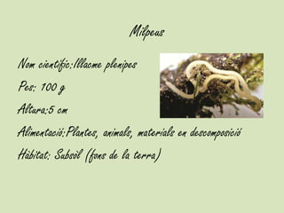 Milpeus
Nom científic:Illacme plenipes
Pes: 100 g
Altura:5 cm
Alimentació:Plantes, animals, materials en descomposició
Hàbitat: Subsòl (fons de la terra)
 