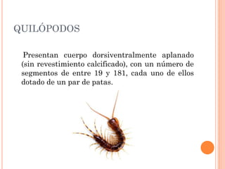 QUILÓPODOS
Presentan cuerpo dorsiventralmente aplanado
(sin revestimiento calcificado), con un número de
segmentos de entre 19 y 181, cada uno de ellos
dotado de un par de patas.
 