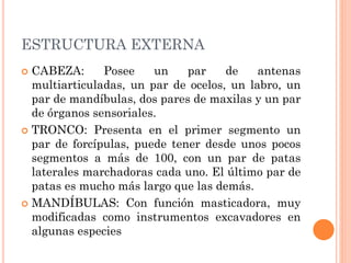 ESTRUCTURA EXTERNA
 CABEZA: Posee un par de antenas
multiarticuladas, un par de ocelos, un labro, un
par de mandíbulas, dos pares de maxilas y un par
de órganos sensoriales.
 TRONCO: Presenta en el primer segmento un
par de forcípulas, puede tener desde unos pocos
segmentos a más de 100, con un par de patas
laterales marchadoras cada uno. El último par de
patas es mucho más largo que las demás.
 MANDÍBULAS: Con función masticadora, muy
modificadas como instrumentos excavadores en
algunas especies
 
