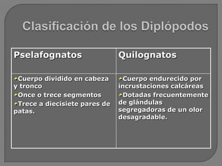 Pselafognatos                  Quilognatos

 Cuerpo dividido en cabeza       Cuerpo endurecido por
y tronco               ...