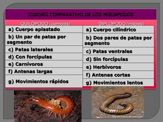 CUADRO COMPARATIVO DE LOS MIRIAPODOS

     QUILOPODO (ciempiés)        DIPLOPODO (milpiés)
a) Cuerpo aplastado         a) ...