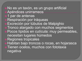  No es un taxón, es un grupo artificial
 Apéndices unirrameos
 1 par de antenas
 Respiración por tráqueas
 Excreción ...