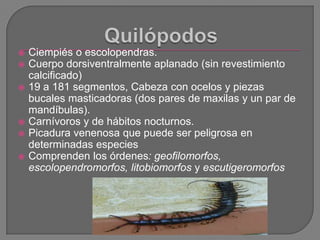    Ciempiés o escolopendras.
   Cuerpo dorsiventralmente aplanado (sin revestimiento
    calcificado)
   19 a 181 segme...