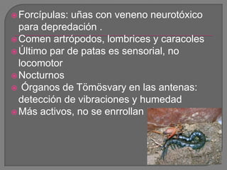  Forcípulas: uñas con veneno neurotóxico
  para depredación .
 Comen artrópodos, lombrices y caracoles
 Último par de p...