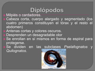  Milpiéso cardadores.
 Cabeza corta, cuerpo alargado y segmentado (los
  cuatro primeros constituyen el tórax y el resto...