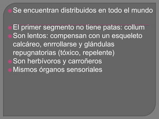  Se   encuentran distribuidos en todo el mundo

 Elprimer segmento no tiene patas: collum
 Son lentos: compensan con un...