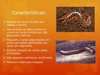 Características:
 Animais de corpo dividido em
cabeça e tronco.
 São animais de abito noturno e
vivem em locais úmidos por não
possuírem cutícula.
 Possuem o corpo segmentado em
anéis com patas distribuídas em
pares por segmento.
 Animais dotados de varias patas
articuladas.
 Não possuem apêndices ramificados
 Possuem respiração traqueal.
 