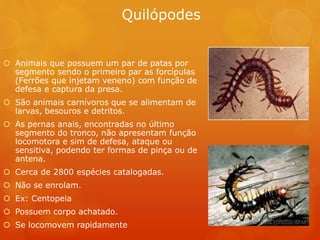 Quilópodes
 Animais que possuem um par de patas por
segmento sendo o primeiro par as forcípulas
(Ferrões que injetam veneno) com função de
defesa e captura da presa.
 São animais carnívoros que se alimentam de
larvas, besouros e detritos.
 As pernas anais, encontradas no último
segmento do tronco, não apresentam função
locomotora e sim de defesa, ataque ou
sensitiva, podendo ter formas de pinça ou de
antena.
 Cerca de 2800 espécies catalogadas.
 Não se enrolam.
 Ex: Centopeia
 Possuem corpo achatado.
 Se locomovem rapidamente
 