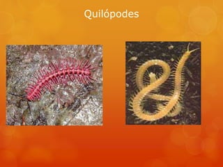 Quilópodes
 