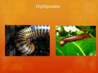 Diplópodes
 