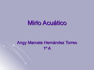 Mirlo Acuático Angy Marcela   Hernández Torres 1º A 