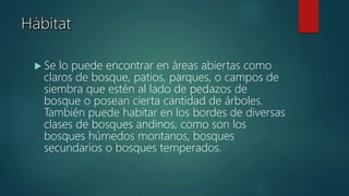  Se lo puede encontrar en áreas abiertas como
claros de bosque, patios, parques, o campos de
siembra que estén al lado de pedazos de
bosque o posean cierta cantidad de árboles.
También puede habitar en los bordes de diversas
clases de bosques andinos, como son los
bosques húmedos montanos, bosques
secundarios o bosques temperados.
 