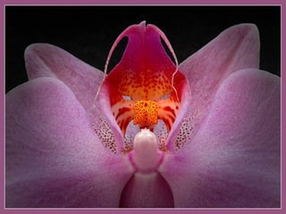 siempre trás sus pasos, bajo la bóveda de estrellas, esperando que su invierno, vuelva a ser mi primavera