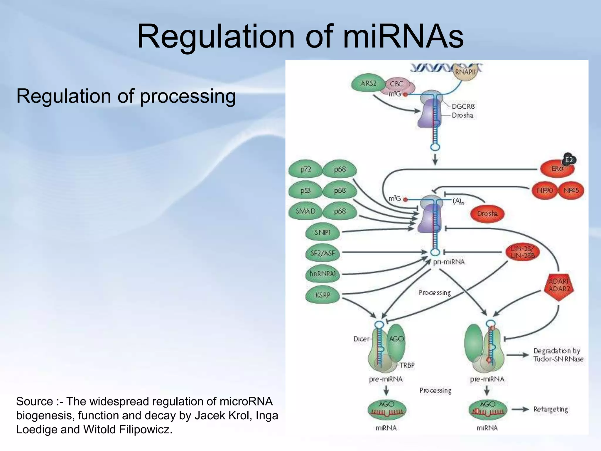 Regulation of miRNAs
Regulation of processing




Source :- The widespread regulation of microRNA
biogenesis, function and decay by Jacek Krol, Inga
Loedige and Witold Filipowicz.
 