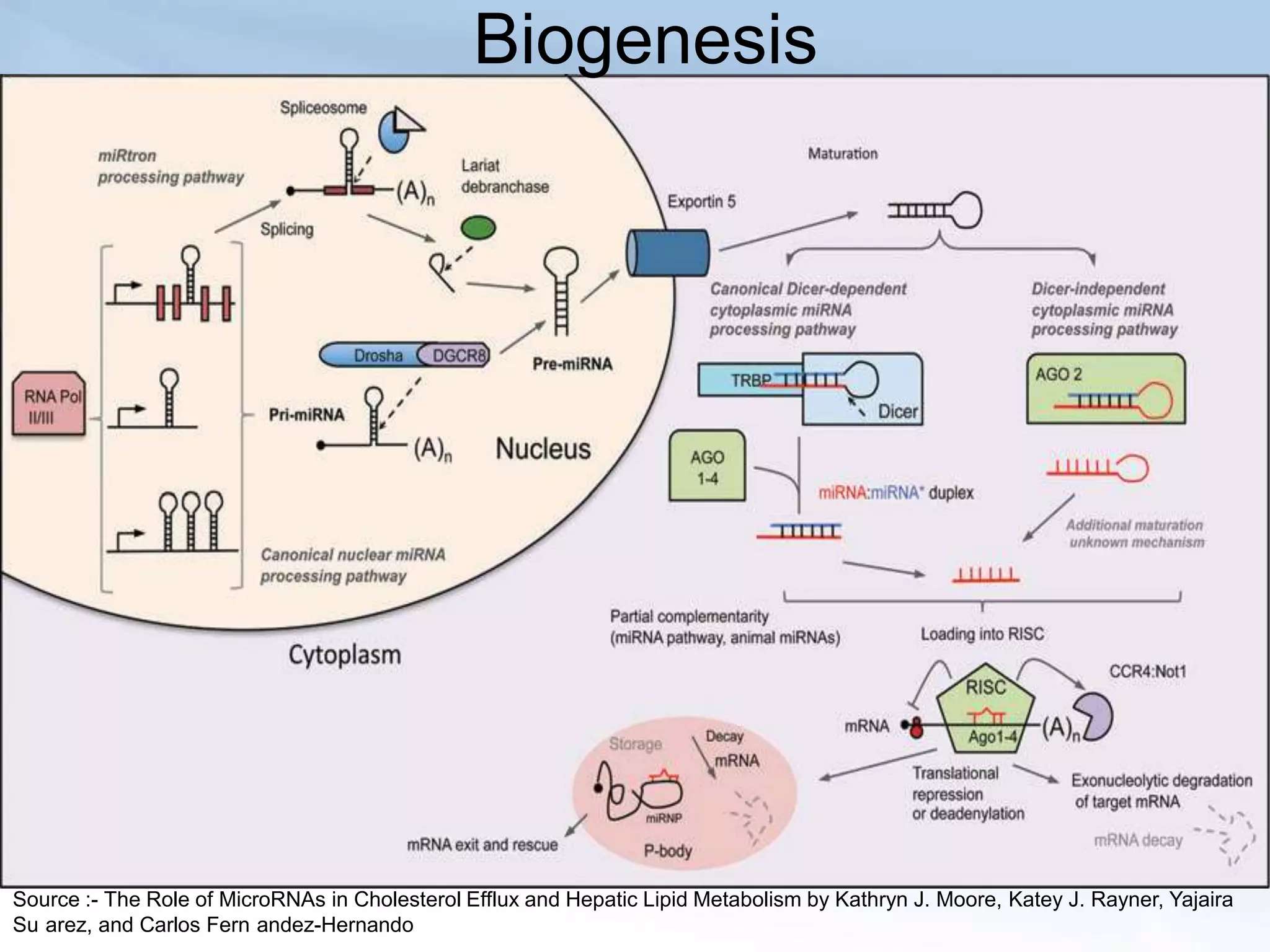 Biogenesis




Source :- The Role of MicroRNAs in Cholesterol Efflux and Hepatic Lipid Metabolism by Kathryn J. Moore, Katey J. Rayner, Yajaira
Su arez, and Carlos Fern andez-Hernando
 