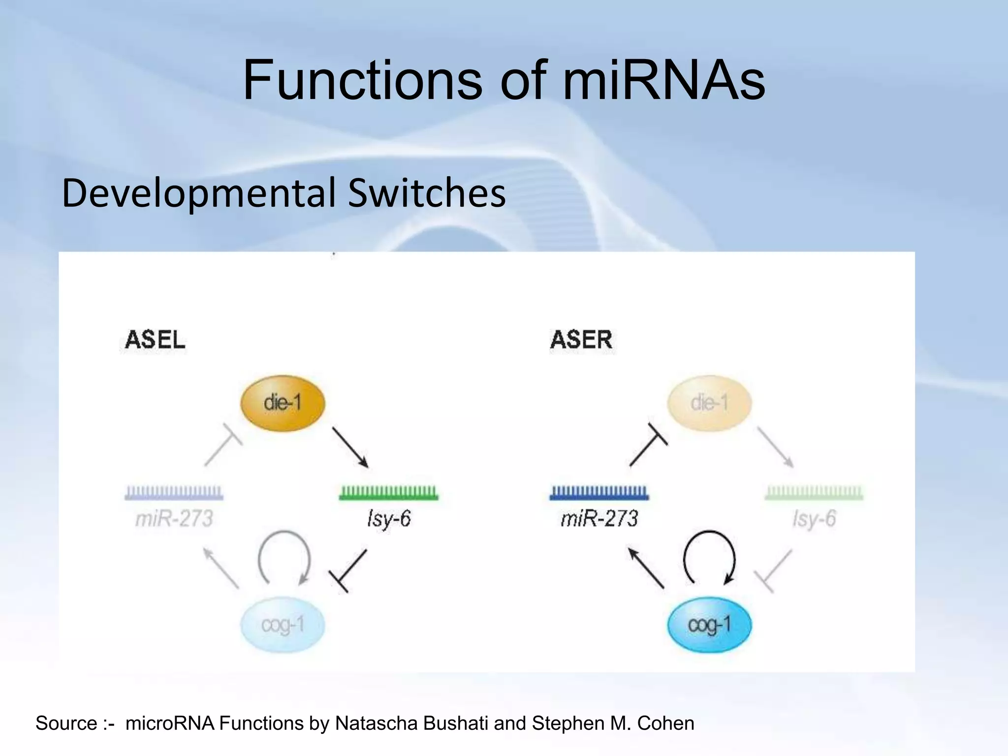 Functions of miRNAs
  Developmental Switches




Source :- microRNA Functions by Natascha Bushati and Stephen M. Cohen
 