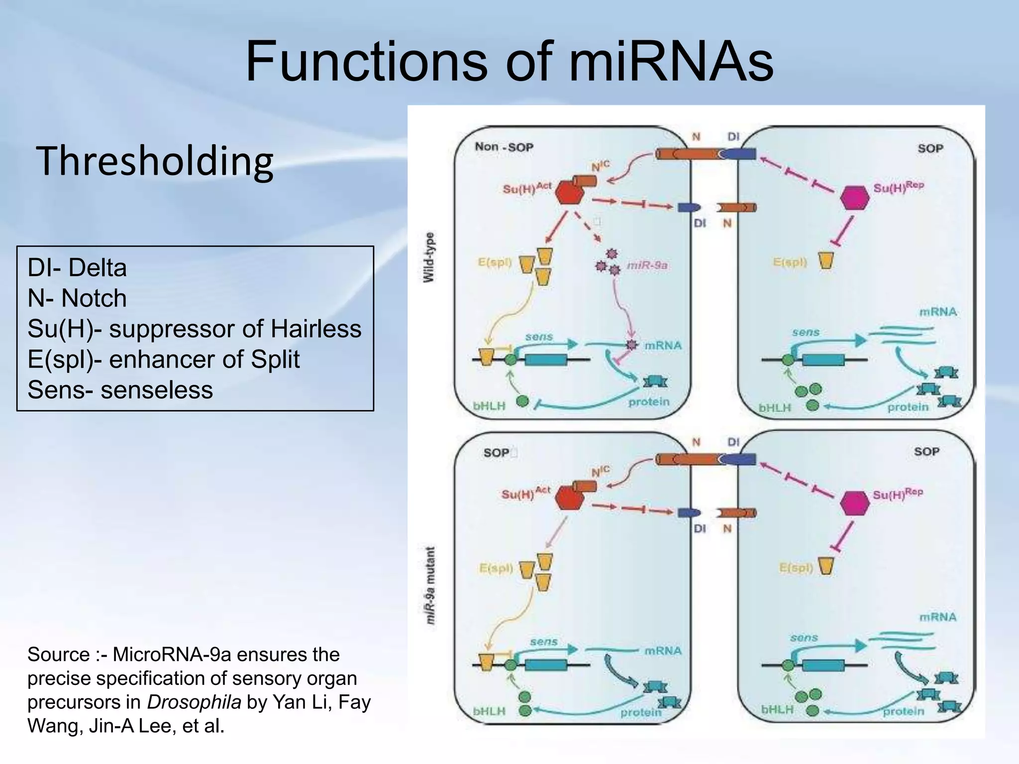 Functions of miRNAs
Thresholding

DI- Delta
N- Notch
Su(H)- suppressor of Hairless
E(spl)- enhancer of Split
Sens- senseless




Source :- MicroRNA-9a ensures the
precise specification of sensory organ
precursors in Drosophila by Yan Li, Fay
Wang, Jin-A Lee, et al.
 