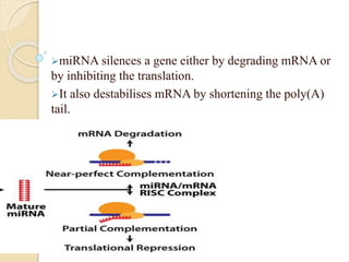 miRNA silences a gene either by degrading mRNA or
by inhibiting the translation.
It also destabilises mRNA by shortening the poly(A)
tail.
 