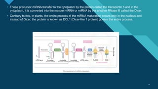 Click to edit Master title style
1010
• These precursor-miRNA transfer to the cytoplasm by the protein called the transportin 5 and in the
cytoplasm, it is converted into the mature miRNA or miRNA by the another RNase III called the Dicer.
• Contrary to this, in plants, the entire process of the miRNA maturation occurs only in the nucleus and
instead of Dicer, the protein is known as DCL1 (Dicer-like 1 protein) govern the entire process.
 