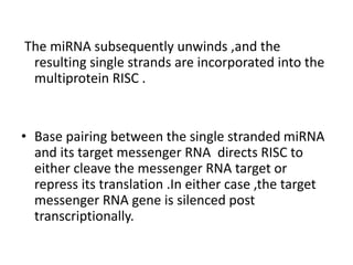The miRNA subsequently unwinds ,and the
resulting single strands are incorporated into the
multiprotein RISC .
• Base pairing between the single stranded miRNA
and its target messenger RNA directs RISC to
either cleave the messenger RNA target or
repress its translation .In either case ,the target
messenger RNA gene is silenced post
transcriptionally.
 