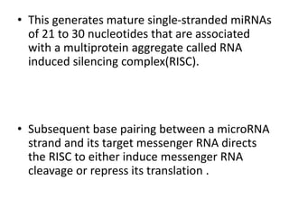 • This generates mature single-stranded miRNAs
of 21 to 30 nucleotides that are associated
with a multiprotein aggregate called RNA
induced silencing complex(RISC).
• Subsequent base pairing between a microRNA
strand and its target messenger RNA directs
the RISC to either induce messenger RNA
cleavage or repress its translation .
 