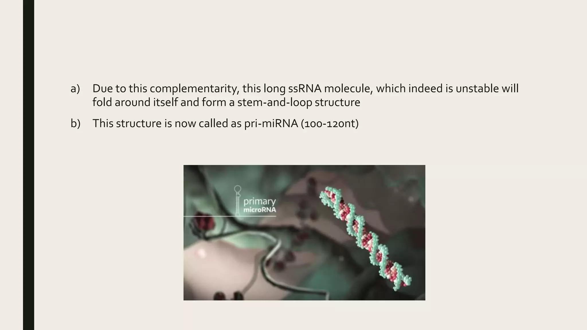 a) Due to this complementarity, this long ssRNA molecule, which indeed is unstable will
fold around itself and form a stem-and-loop structure
b) This structure is now called as pri-miRNA (100-120nt)
 