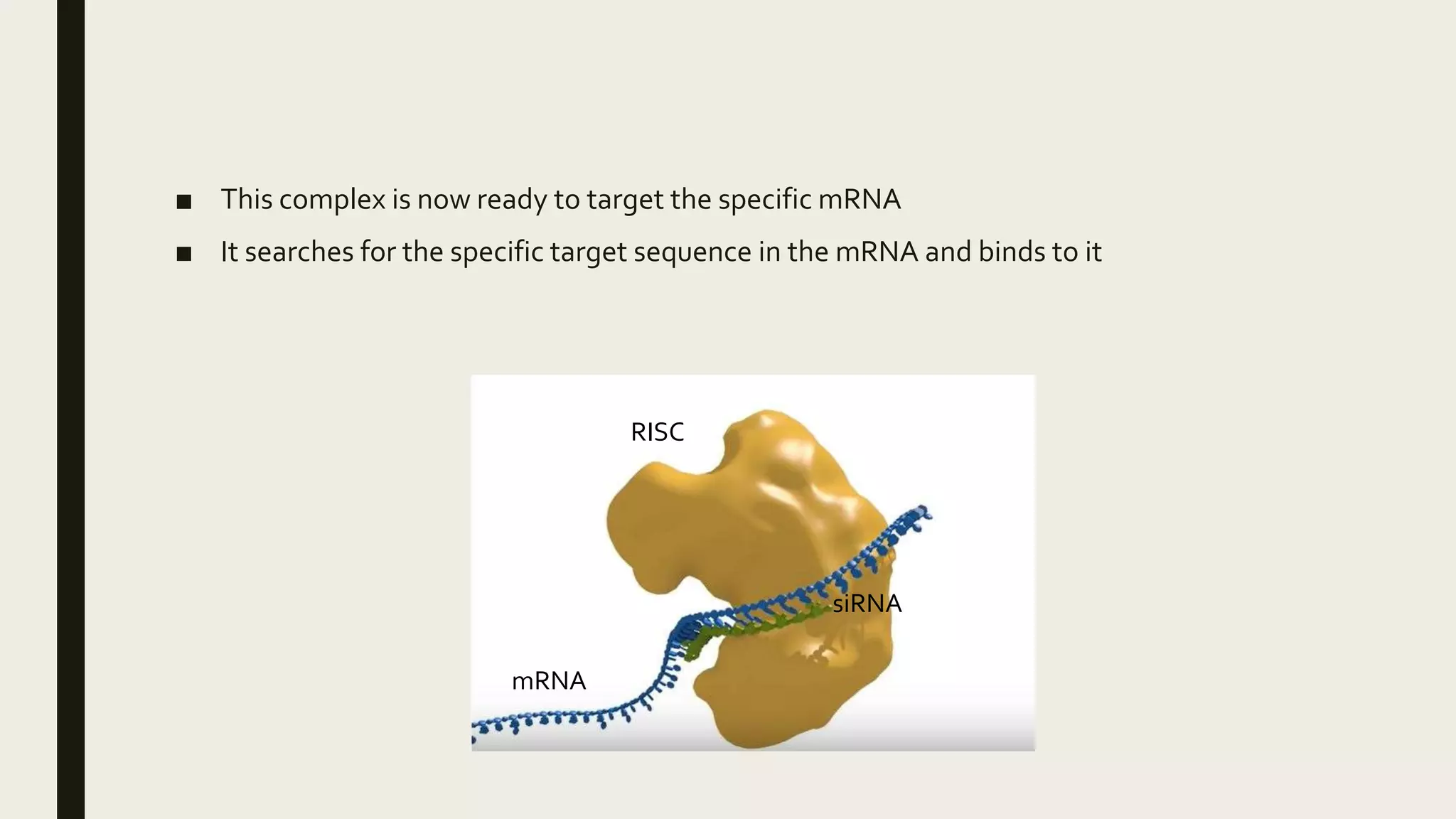■ This complex is now ready to target the specific mRNA
■ It searches for the specific target sequence in the mRNA and binds to it
mRNA
siRNA
RISC
 