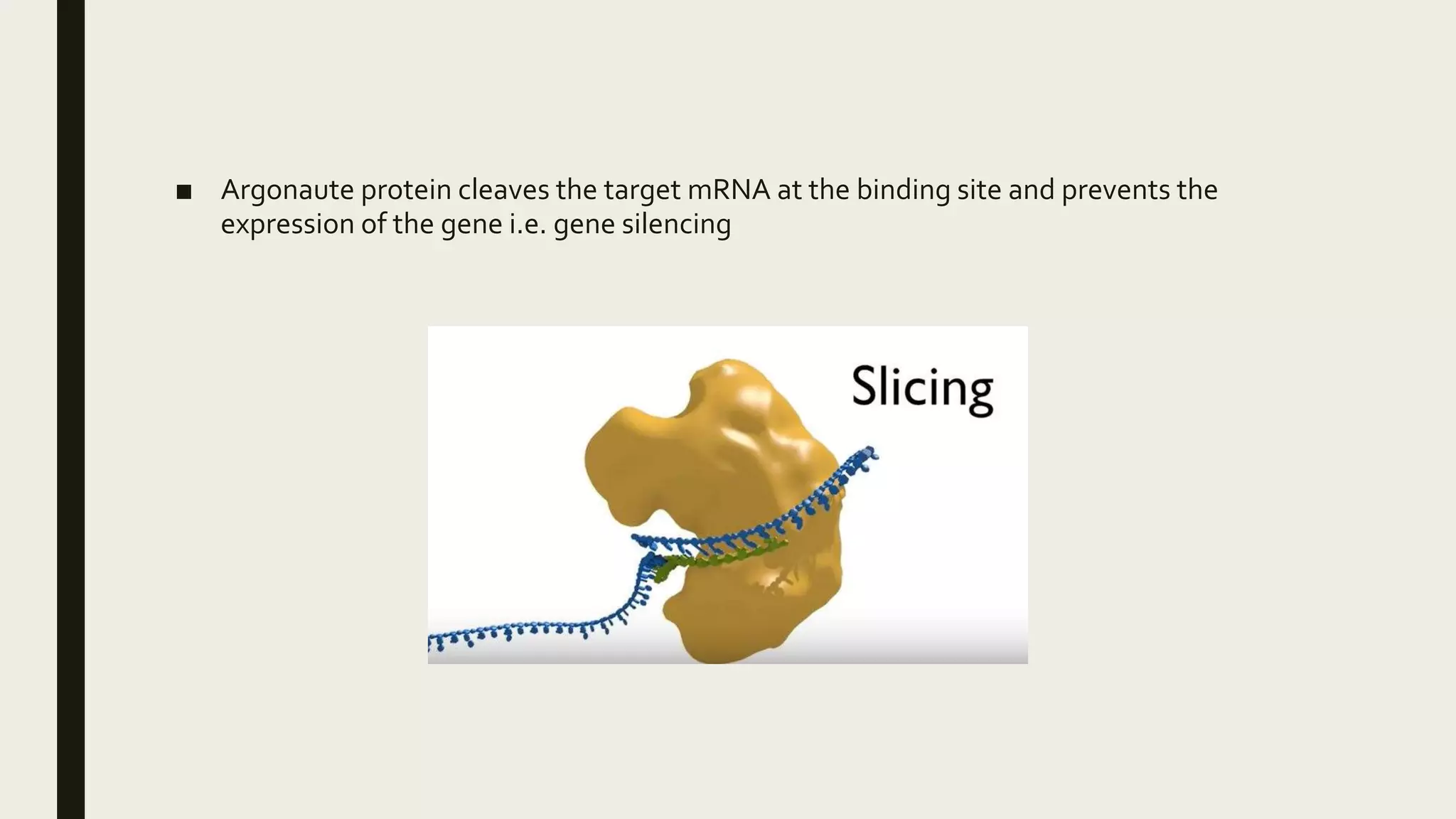 ■ Argonaute protein cleaves the target mRNA at the binding site and prevents the
expression of the gene i.e. gene silencing
 