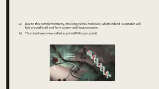 a) Due to this complementarity, this long ssRNA molecule, which indeed is unstable will
fold around itself and form a stem-and-loop structure
b) This structure is now called as pri-miRNA (100-120nt)
 