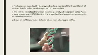 e)The first step is carried out by the enzyme Drosha, a member of the RNase III family of
enzymes. Drosha makes two cleavages that cut the stem-loop
f) This enzyme works together with an essential specificity subunit protein (called Pasha
in some organisms and DGCR8 in others), and together these two proteins form an active
Microprocessor complex
g) It cuts pri-miRNA and makes it shorter (about 70nt) called as pre-miRNA
 