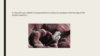 h) Now this pre-miRNA is transported from nucleus to cytoplasm with the help of the
protein Exportin 5
 