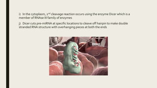 i) In the cytoplasm, 2nd cleavage reaction occurs using the enzyme Dicer which is a
member of RNAse III family of enzymes
j) Dicer cuts pre-miRNA at specific locations to cleave off hairpin to make double
stranded RNA structure with overhanging pieces at both the ends
 