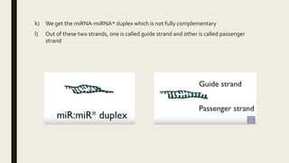 k) We get the miRNA-miRNA* duplex which is not fully complementary
l) Out of these two strands, one is called guide strand and other is called passenger
strand
 