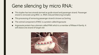 Gene silencing by micro RNA:
■ This duplex has two strands termed as guide strand and passenger strand. Passenger
strand is removed using RISC i.e. RNA-induced SilencingComplex
■ This processing of removing passenger strand is known as Sorting
■ The central component of RISC is a protein calledArgonaute
■ Argonaute protein has a domain called PIWI which is a member of RNase H family. It
will cleave one strand of target site
 