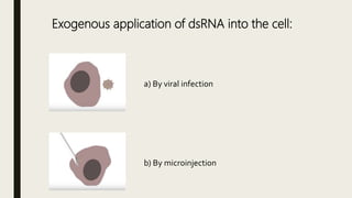 Exogenous application of dsRNA into the cell:
a) By viral infection
b) By microinjection
 