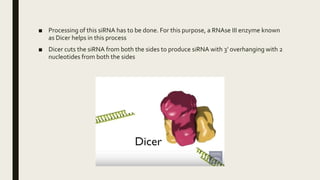 ■ Processing of this siRNA has to be done. For this purpose, a RNAse III enzyme known
as Dicer helps in this process
■ Dicer cuts the siRNA from both the sides to produce siRNA with 3’ overhanging with 2
nucleotides from both the sides
 