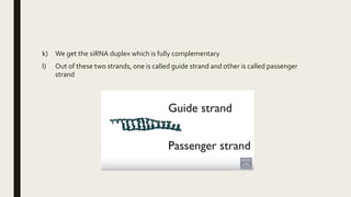 k) We get the siRNA duplex which is fully complementary
l) Out of these two strands, one is called guide strand and other is called passenger
strand
 