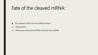 Fate of the cleaved mRNA:
■ The cleaved mRNA has two different fates:
1) Degradation
2) Adherence with another RNA strand to form dsRNA
 
