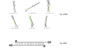 Fig: miRNA
Fig: siRNA
 