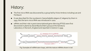 History:
■ The first micro RNA was discovered by a group led byVictorAmbros including Lee and
Feinbaum
■ It was described for the roundworm Caenorhabditis elegans (C.elegans) by them in
1993. But the term micro RNA was introduced in 2001
■ siRNAs and their role in post-transcriptional gene silencing (PTGS) were first
discovered in plants by David Baulcombe's group at the Sainsbury
Laboratory in Norwich, England and reported in Science in 1999
Fig. Examples of miRNA stem-loops, with the mature miRNAs shown in red
 