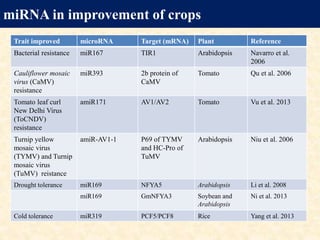 Mi rna and stress regulation | PPTX