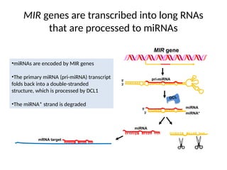MIR genes are transcribed into long RNAs
that are processed to miRNAs
•miRNAs are encoded by MIR genes
•The primary miRNA (pri-miRNA) transcript
folds back into a double-stranded
structure, which is processed by DCL1
•The miRNA* strand is degraded
DCL
3'
5' miRNA
miRNA*
3'
5' pri-miRNA
miRNA
MIR gene
mRNA target
 