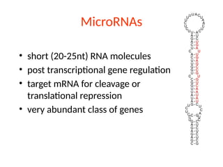 MicroRNAs
• short (20-25nt) RNA molecules
• post transcriptional gene regulation
• target mRNA for cleavage or
translational repression
• very abundant class of genes
 