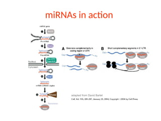 miRNAs in action
adapted from David Bartel
 